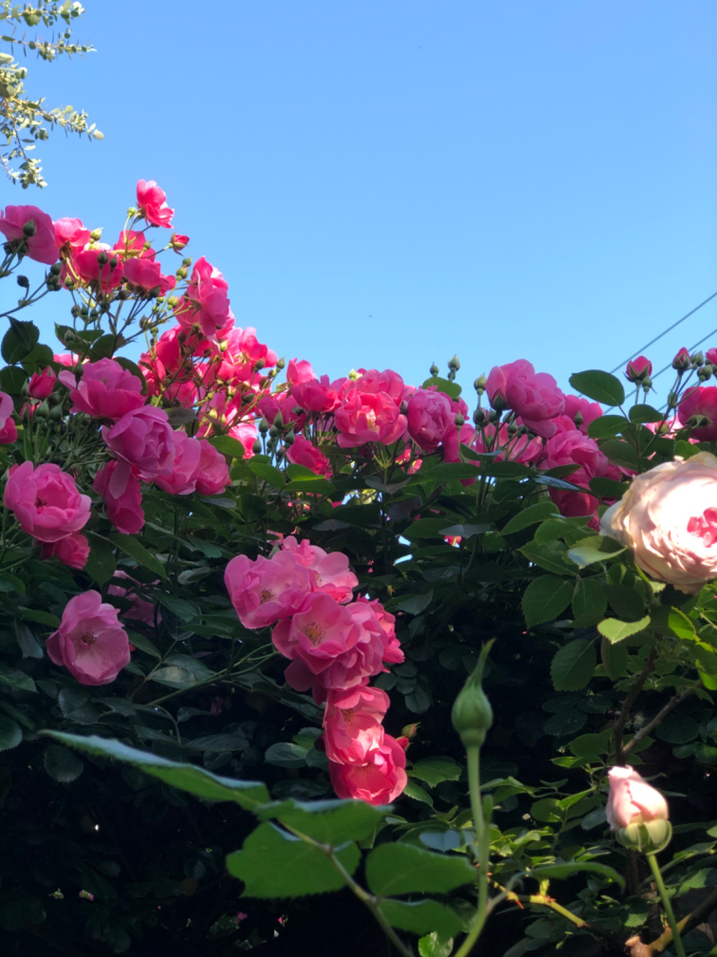 薔薇のオープンガーデン